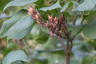 Yeşil yapraklı bir dalda kahverengi, kurumuş leylak tomurcukları..