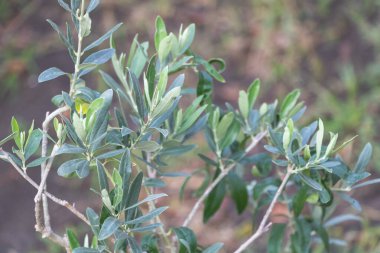 Yunan manzarasında bir zeytin bitkisinin dallarındaki yeşil zeytinlerin yakın çekimi.