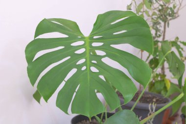 Büyük, kalp şeklinde yaprakları olan bir Monstera bitkisi. Yaprak parlak yeşildir ve ortasında iki belirgin delik vardır.