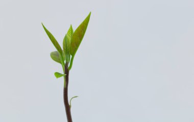 Tek bir yeşil avokado ağacı beyaz arka planda filizlenerek doğadaki yeni yaşamı ve büyümeyi sembolize eder..