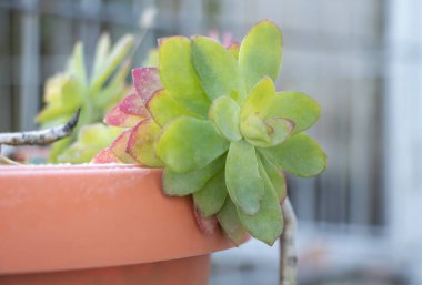 Sedum palmeri bitkisinin canlı yeşil ve pembe yapraklar ve bulanık bir arka plan odaklı terasotta yakın plan görüntüsü..