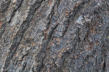 Ayrıntılı tahıl ve doğal desenlerle ağaç kabuğu dokusunun yakın plan veya duvar kağıdı olarak kullanılmak için mükemmel.