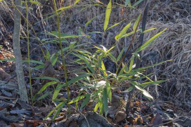 Kış sonlarında, ormanda, zeminde, kuru otlarla çevrili, düşen yapraklar ve kalın yeşil tomurcuklarla izole edilmiş küçük bir bambu korusu vardır..