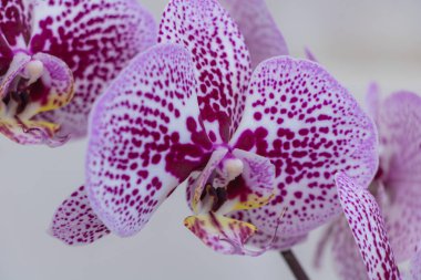 Mor ve beyaz lekeli, leopar desenli bir taç yaprağına benzeyen yumuşak, gri bir arka planı olan bir orkidenin yakın çekimi..