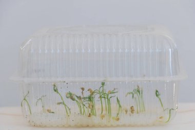 Şeffaf plastik kutuda kapağın içinde görülebilen peper filizleri var..