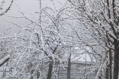 Meyve bahçesindeki ağaçlar yoğun karla kaplıydı. Arka plan beyaz bulutlu gri bir gökyüzü..