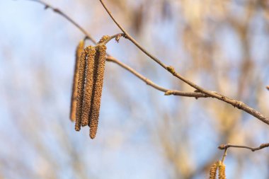 Dallarda sarkan fındık farelerinin yakın plan görüntüleri. Kopyalama alanı olan bahar doğa sahnesi.