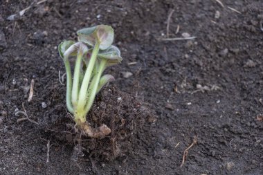Afrika menekşe bitkisinin yakın plan fotoğrafı.
