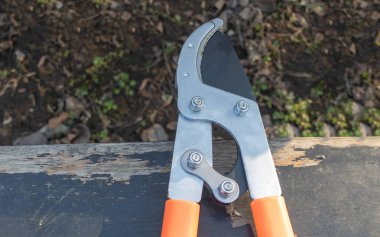 Turuncu ve gri budanmış budanmış budanmış, ahşap bir tahtanın kenarında, bahçenin arka planında.