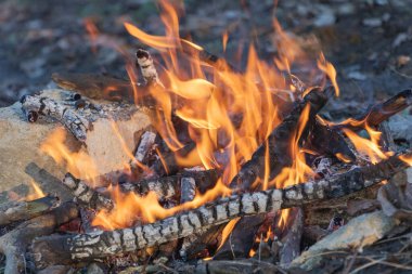 Close-up of burning wood in a campfire, macro photography, campfire with flames in the background.