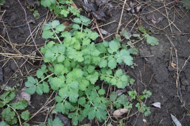 Chelidonium majus bitkisi toprakta yetişiyor, yukarıdan alınmış. Yapraklar ve sapların üzerine yağmur yağdıktan sonra görülebilir su damlacıkları vardır..