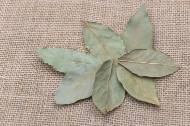 Çuval bezi arka planında bir defne ağacının düz yaprakları, yukarıdan görülüyor..