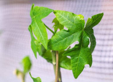 Evdeki bir tencerede büyüyen büyük kalp şeklinde yaprakları olan bir Papaya bitkisi..