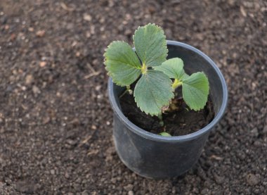 Çilek bitkisi toprağa ekilir, siyah plastik duvarlı boş bir tencerede büyür..