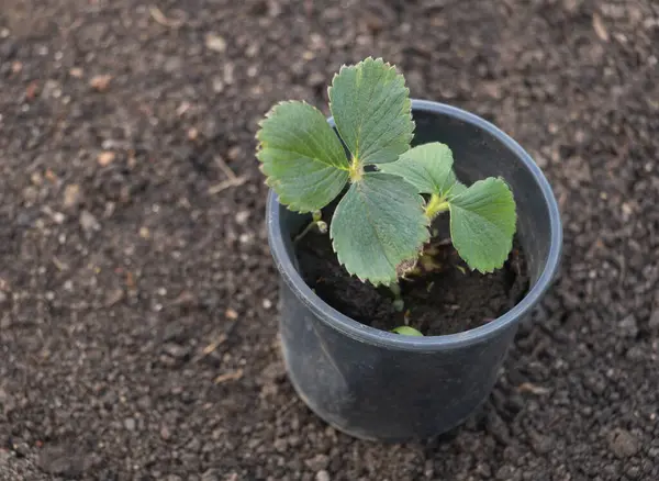 Çilek bitkisi toprağa ekilir, siyah plastik duvarlı boş bir tencerede büyür..