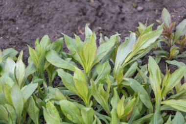 Bahçede yetişen genç Phlox bitkisi, kahverengi kenarlı yeşil yapraklar, toprak zemine yakın yeşillik manzarası.