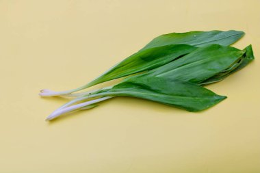 Ramson sarı arka planda kalıyor. Pastel sarı masa örtüsüne izole edilmiş beyaz saplı yeşil yaban pırasası veya boletus..