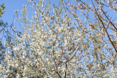 Sunlit Bahar Çiçeği: Açık Mavi Gökyüzüne Karşı Beyaz Erik Çiçekleri.