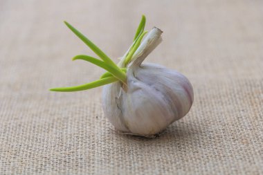 Çuval bezinde Yeşil Filizli Sarımsak Ampulü,