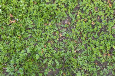 Taze Yeşil Çimen ve Yerde Büyüyen Küçük Bitkiler.