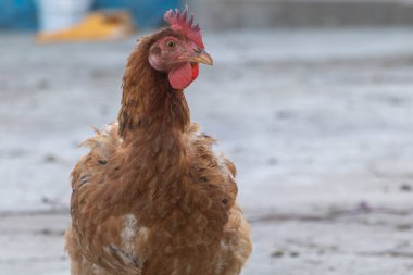 Kırmızı Tarak ve Sazlıklarla Brown Hen 'e yakın çekim.