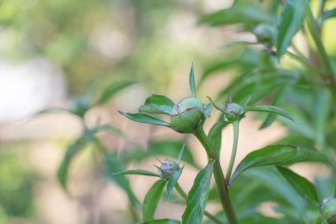Yeşil Yapraklı Şakayık Bud Bitkide Büyüyor.