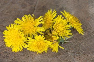 Taze Sarı Karahindiba Çiçekleri Kırsal Ahşap Yüzey Baharı Bitki Doğa Konsepti.