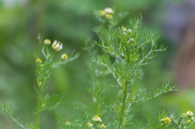 Yeşil Tomurcuklu Genç Papatya Bitkisi Yaklaş,