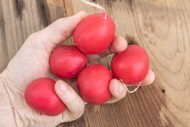 İnsan eliyle tutulan taze kırmızı turplar.,