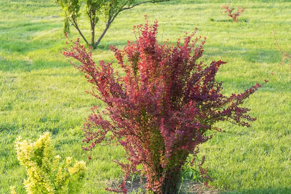 Bahar mevsiminde, yeşil çimlerle çevrili açık bir çimlerin ortasında kırmızı bir böğürtlen çalısı.,