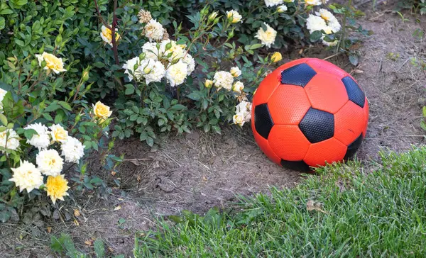 Bahçedeki sarı güllerin yanındaki çimlerin üzerinde kırmızı ve siyah bir futbol topu. Futbol topu beyaz çiçekli çalıların yanında yatıyor.,