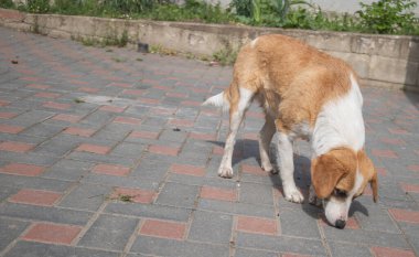 Bir köpek kırmızı ve gri tuğla zeminde duruyor, patilerinin altından bir şey almak için başıyla oynuyor.