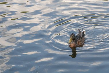 Suda yüzen ördek, üst görüş, gölün yüzeyinde dalgalanmalar, doğal ışık..