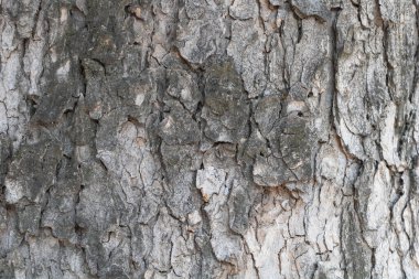 Ağaç kabuğu dokusuna yakın çekim görünür tahıl ve tahıl deseni, detaylı doku, nötr renk paleti.