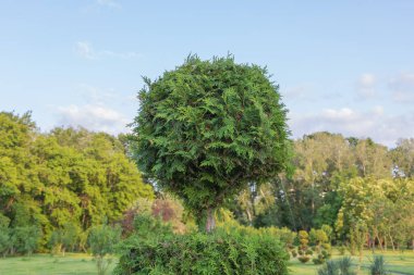Parktaki güzel ağaç, mavi gökyüzü ve arka planda yeşil ağaçlar..