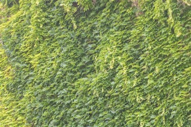 Yeşil sarmaşıkla kaplanmış bir duvar, herhangi bir ortam için organik ve doğal bir zemin oluşturuyor. Yeşillik, canlı yeşillikleriyle olay yerine derinlik katıyor..