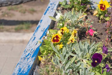 Güneşli bir günde mavi, eski bir ahşap ekicide büyüyen sarı, kırmızı ve menekşeli küçük bir çiçek tarlasının yakın plan fotoğrafı..