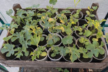 Küçük plastik bardaklarda yetişen karpuz fideleri serada yetişiyor..