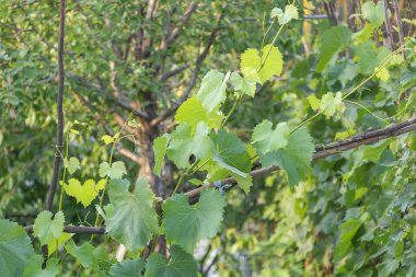 Yaz bahçesinde yetişen genç asma dalları ve yeşil yapraklar..