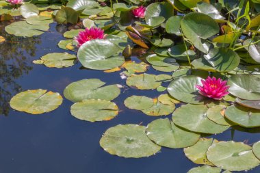 Pembe nilüferler ve yüzen yapraklar botanik bahçesindeki sakin gölet yüzeyinde..
