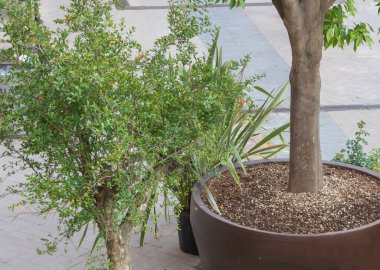 Şehir saksısı nar ağacı Punica granatumu, çağdaş Romen kentlerinde çiçek açıyor.