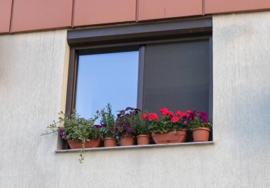 Renkli Pencere Üreticileri Kırmızı Sardunyalar ve Değişik Yapraklar ile Bir Konut Yüzü Adorating.