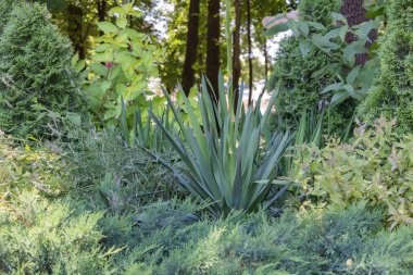 Karmaşık Süslü Yataklar İris Gibi Kılıç Çerçeveli Çimento Koyu Yeşil Bahçe.