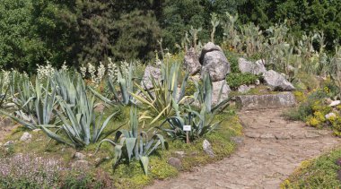 Bir botanik parkında Sunlit Agave ve Cacti Kaya Bahçesi Yolu.