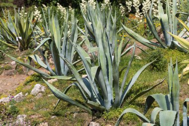 Rocky Akdeniz Bahçesindeki Agave Bitkileri.