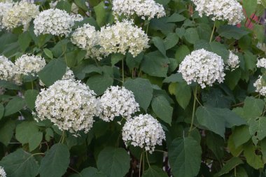 Beyaz Ortanca Çiçekleri Dolu Çiçek Yaklaş.