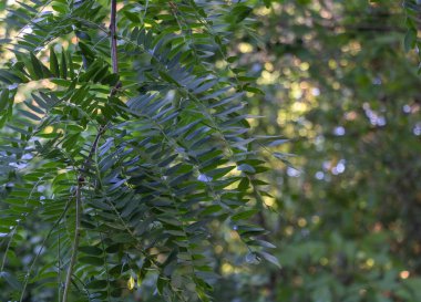 Akasya yapraklarının kapatılması ve orman arka planından süzülen güneş ışığı.