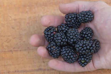 Kırsal ahşap arka planda taze böğürtlenlerle el ele tutuşmak.