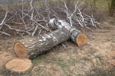 Ormanların tahrip edilmesi ve odun kesiminden sonra yerdeki ağaç kütüklerini ve dalları kesin..