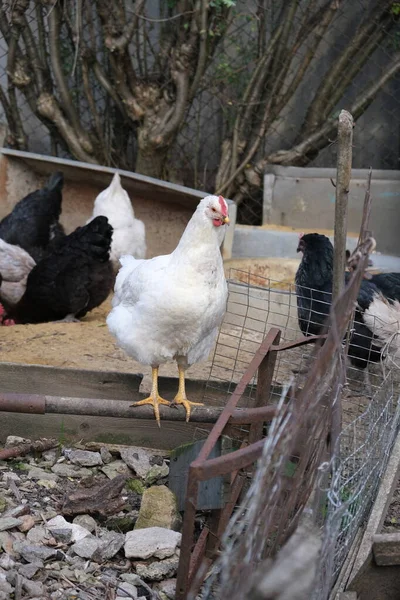 家畜のための多くの動物 食品や水 養鶏場と鶏小屋 無料の範囲 生態系の歩行鶏 エコ食肉農場 — ストック写真